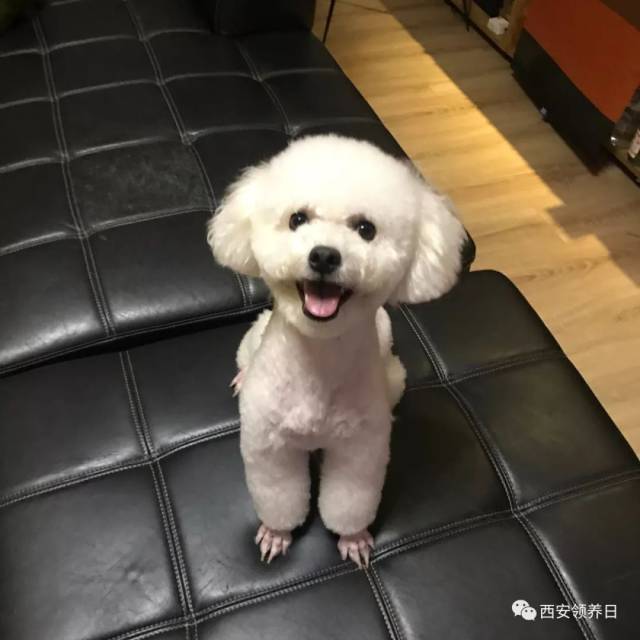 线上领养 | 啦啦啦啦啦啦啦我是一只小废喵~