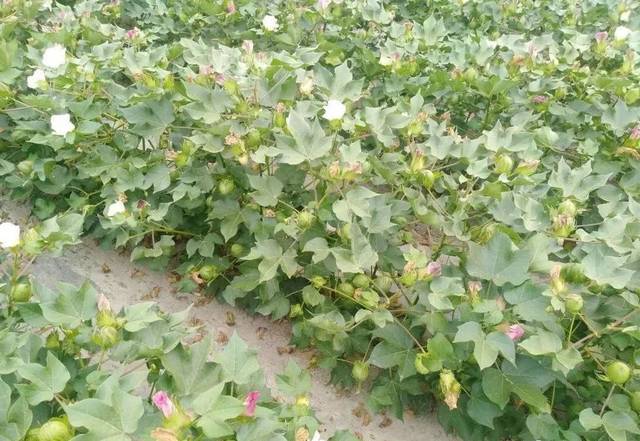 棉花盛花期苗情诊断及田管技术措施