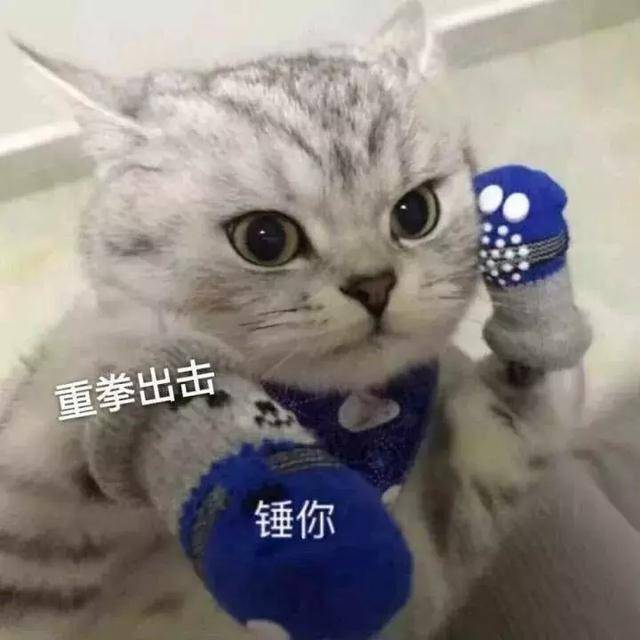 猫咪斗图表情包合集|看我这六块腹肌,就知道你打不过我