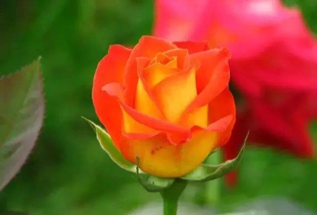 100种玫瑰品种图鉴大全,认识超过10种以上