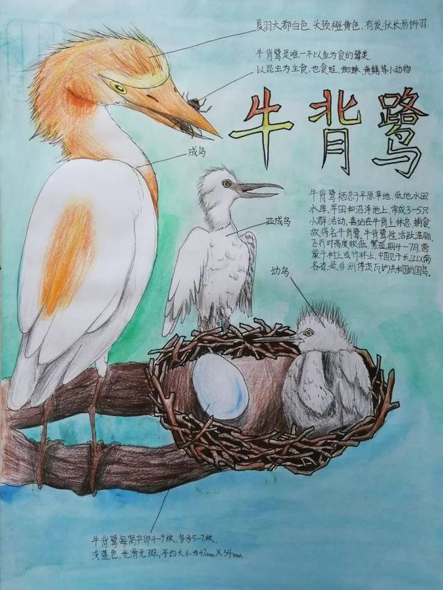 环球自然日 绘画决赛优秀作品都长什么样?看这篇就够了