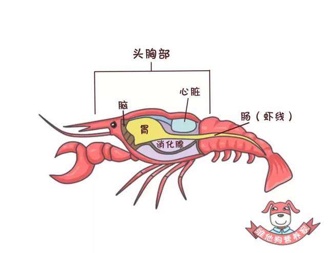 小龙虾的虾头里是"虾黄"还是"虾屎"?看完你就不会乱吃