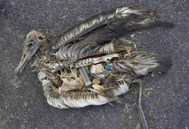 海洋科普|海洋垃圾到底害死了多少海洋生物!