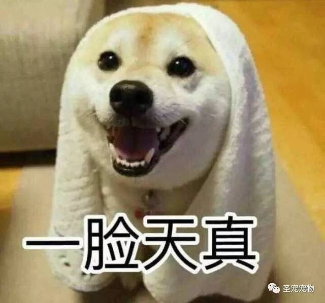 【荐读】狗狗会放屁吗?为什么狗狗老放屁?