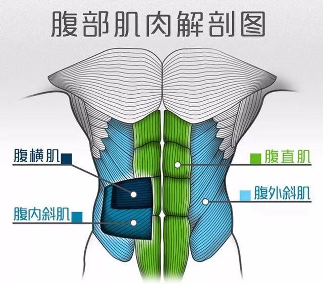 一,腹肌的构成