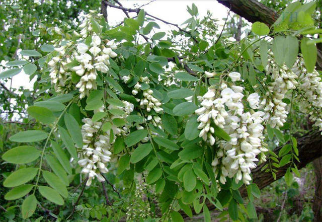 刺槐树冠高大,叶色鲜绿,每当开花季节绿白相映,素雅而芳香.