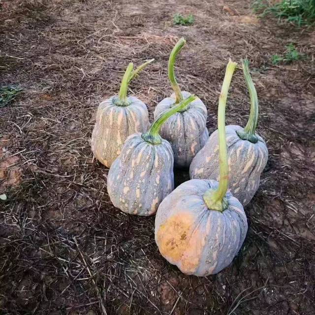 今日特推:渑池贵妃南瓜_手机搜狐网