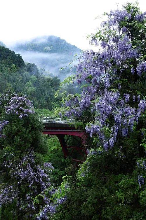 那些歌,那些花!