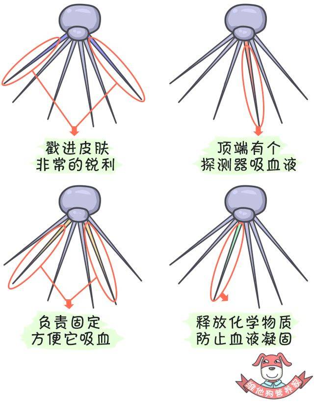 每天洗澡我都在想:这是给蚊子洗菜啊…一篇漫画让你看懂蚊子真相_手