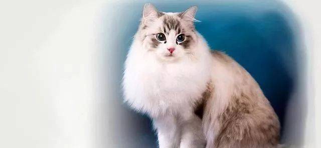 养布偶猫一个月猫粮猫砂花费及布偶猫粮推荐