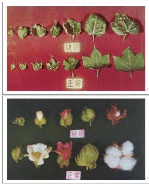 【实用技术】棉花花铃期缺素症状及其防治方法