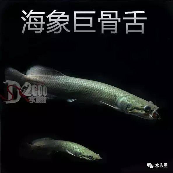 十一,枯木牙 原产地:圭亚那,苏里南