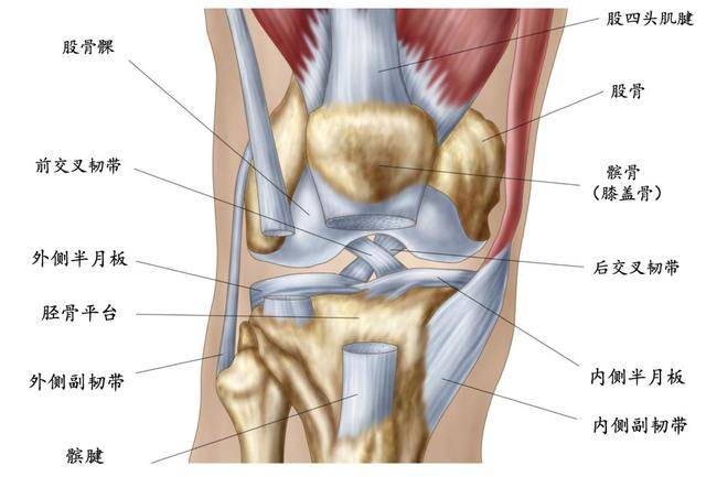 膝关节各部位示意图 膝关节由三块骨骼:股骨(大腿骨),胫骨(小腿骨)