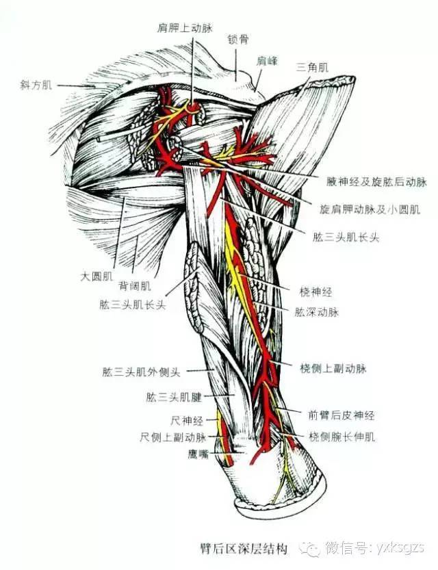 发自臂丛后束,伴旋肱后动脉绕肱骨外科颈的后方至三角肌铑面.