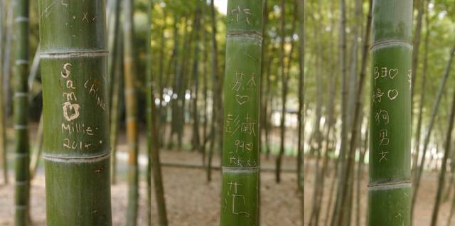这是在苏州虎丘的竹林,竹子上刻满了和爱情有关的字句.