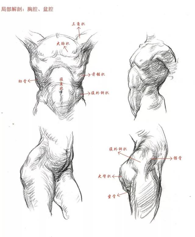 超强干货丨速写基础之人体结构解剖