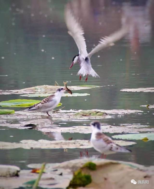 《水中飞鸟》