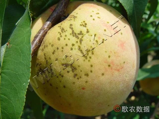 种植| 桃树病害识别与防治——27年老桃农倾情整理