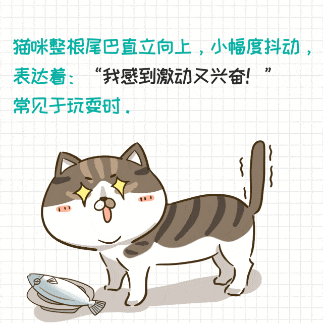 猫咪摇尾巴的10个信号你都知道吗?猫掌门教你识别