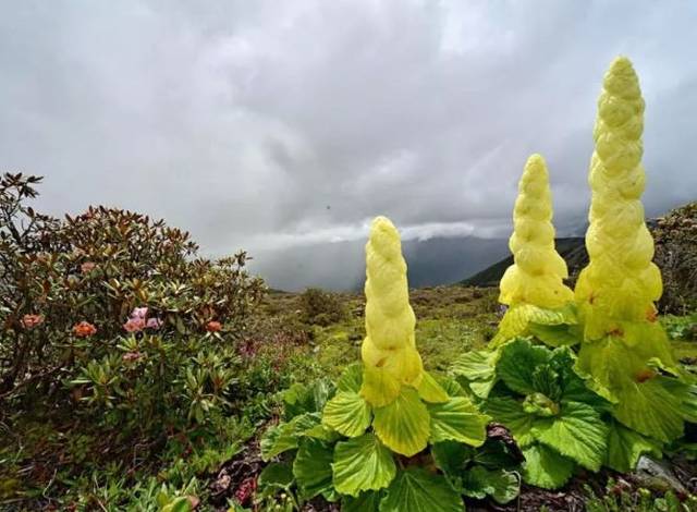 云南一男子破坏珍稀高山植物,专家:数十年才开一次花