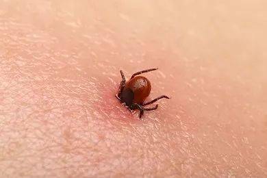 蜱虫是一种类似蜘蛛的 吸血性寄生虫,它们会将自己插入皮肤下表固定