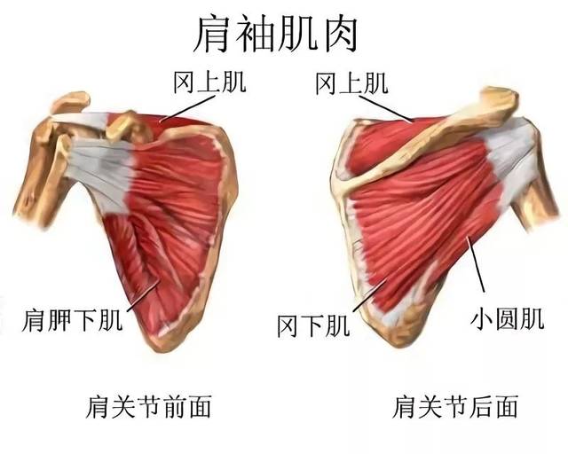 【筋骨堂】一种常被误诊为"肩周炎"的肩部疼痛—肩袖损伤