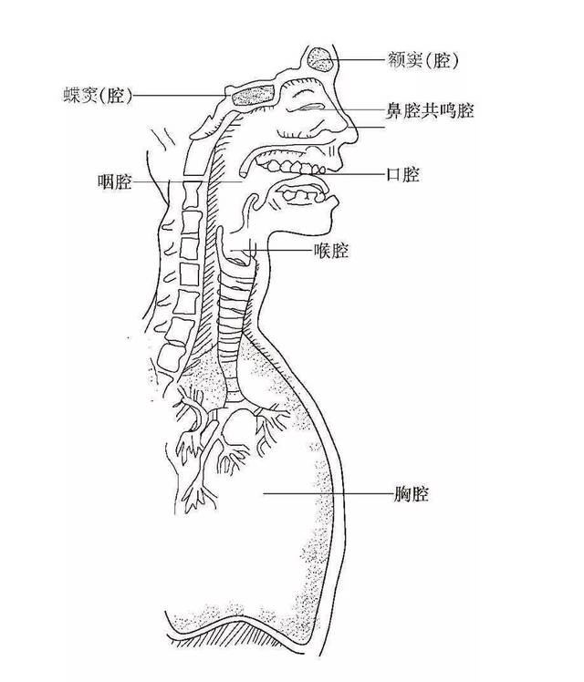 会厌的功能有两个方面,一是起到声门的保护作用,当们吞咽食物和饮水的