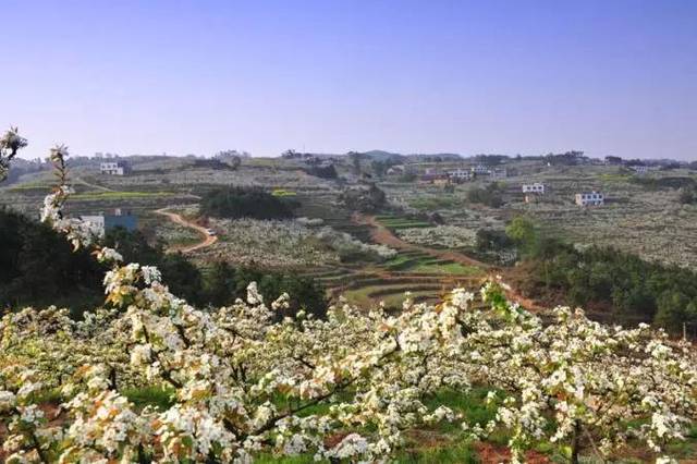 荣昌区万灵镇大荣寨社区 巫溪县古路镇观峰村