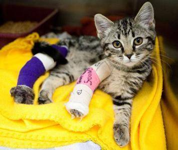 猫咪掉毛怎么办?三个妙招送给你