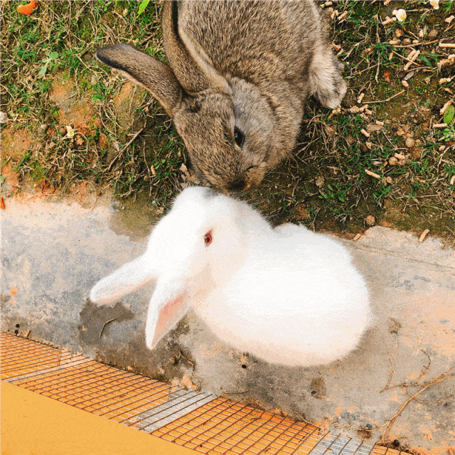 连建筑设施都和兔子有关 特别是这个巨型胡萝卜滑梯,超有爱!