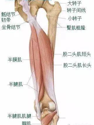 胫骨粗隆内侧时,引起疼痛;或上楼梯,步行等引起疼痛,要考虑鹅足肌腱