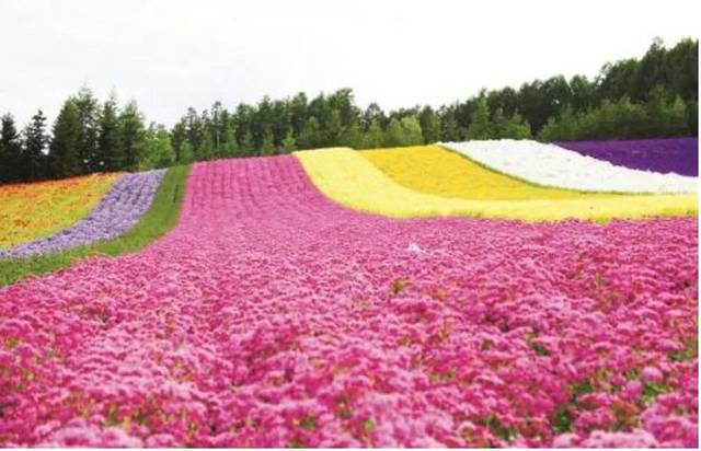 2019青铜峡黄河坛第二届花海旅游文化节!8月3日盛大开幕!