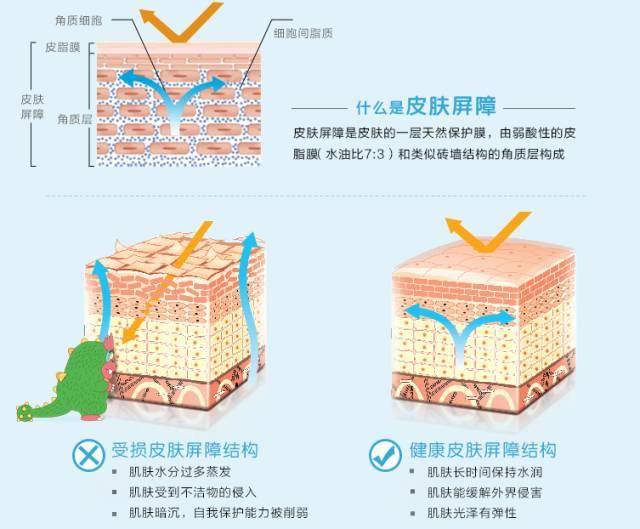 物理性屏障由皮脂膜,角质层,脂质 三明治"结构,砖墙结构,真皮粘