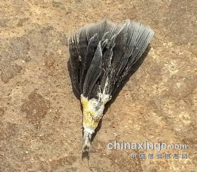 八月换羽关键期,幼鸽管理注意事项