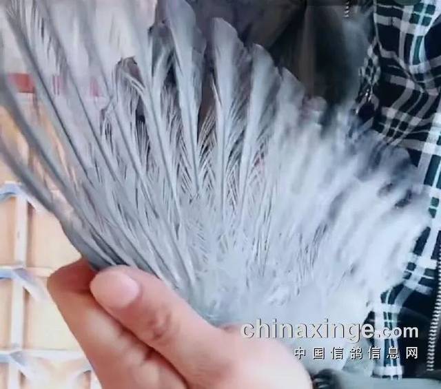 用药不当造成烧条
