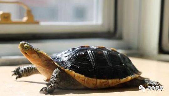 乌龟饲养,黄缘闭壳龟与安布闭壳龟,小技巧分享