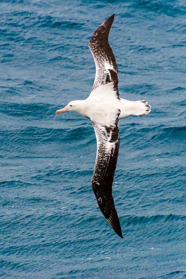 拥有最长翅膀的鸟——海上漂泊信天翁