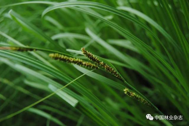 神奇的乌拉草——洪宪存