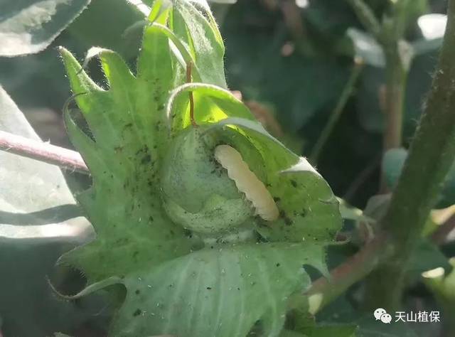 8月份棉花病虫害发生趋势预测及植保工作建议_手机搜狐网