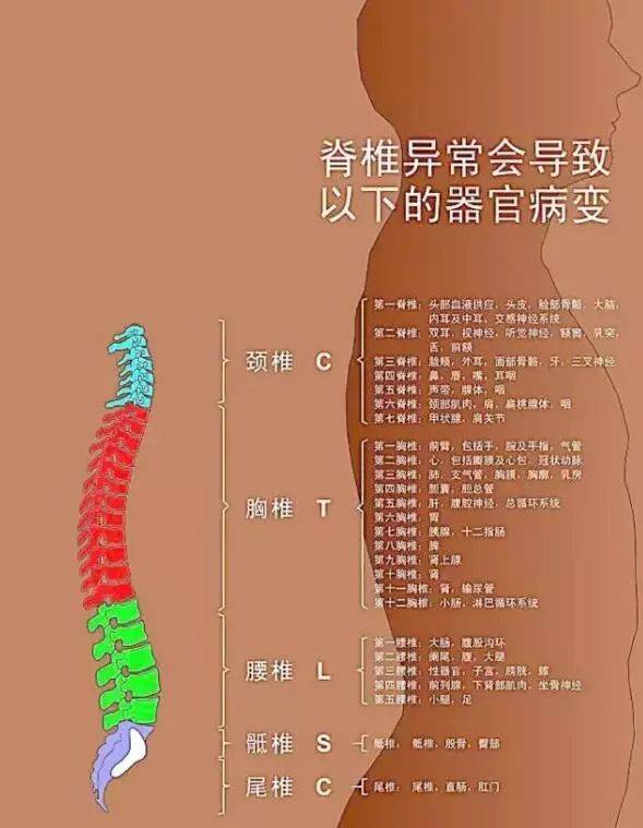 颈椎1-3节,称作"风寒关" 胸椎3-5节,称作"气血关" 腰椎5-8节,称作"