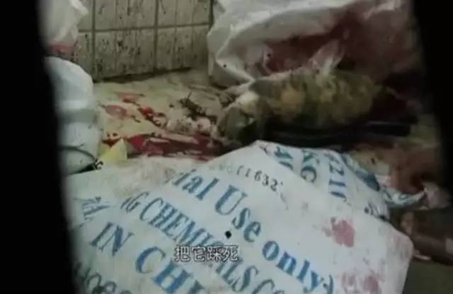 又一辆偷猫车!南京志愿者救下600多只猫