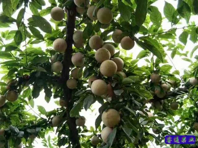 栽植新型恐龙蛋李子树苗是福还是祸?(图文)
