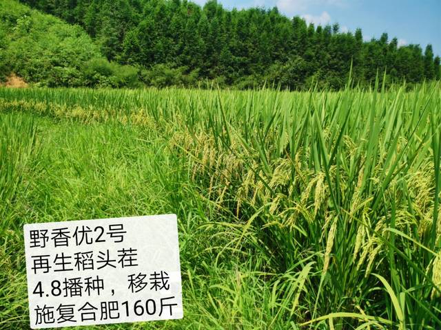 如一位江西宜春的种植户在今年4月8号试种了150亩野香优2号再