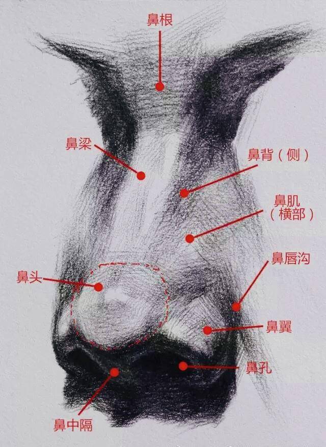 鼻子结构应该怎么画