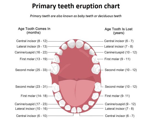 3,不同部位的牙齿 双尖牙/前臼齿(bicuspids/premolars) 门牙