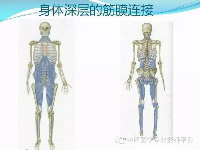 筋膜连接系统解剖—【人体深层筋膜连接】