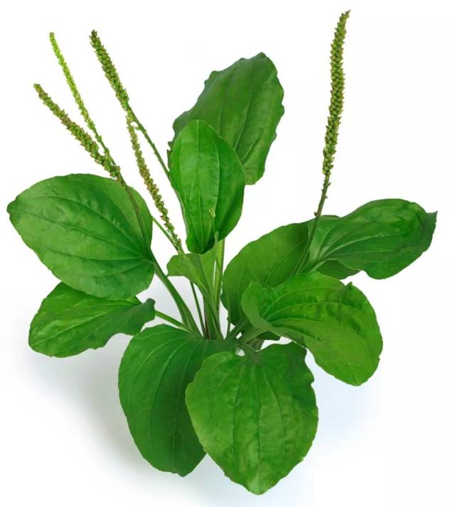 展开剩余79%芣苢今名：车前草科别：车前草科学名：plantago asiatica l.《周南·