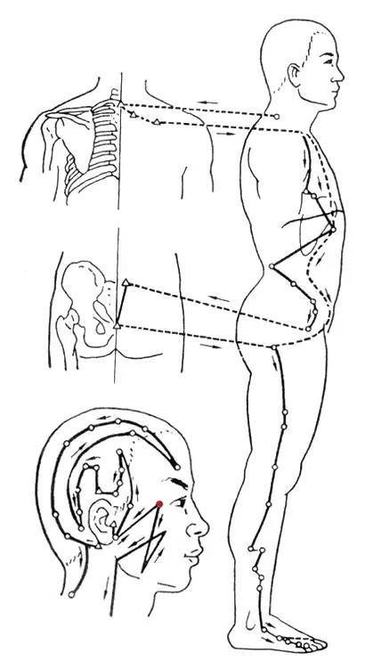 12.足厥阴肝经