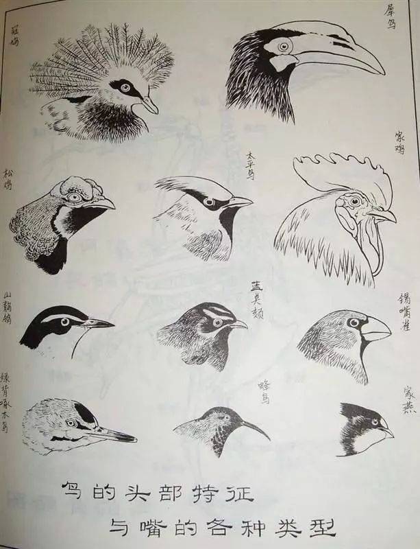 中国画工笔鸟类基本结构画法分析