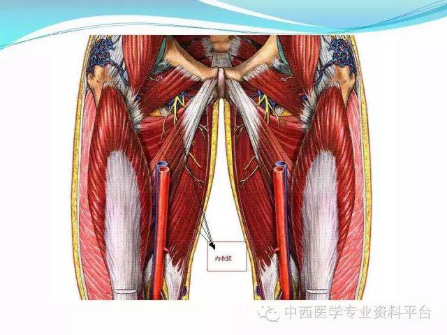 筋膜连接系统解剖—【人体深层筋膜连接】